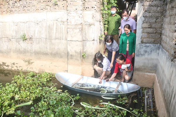 Mô hình nuôi ốc bươu đen ở xã Đồng Sơn đem lại hiệu quả kinh tế