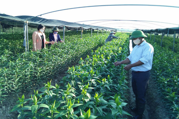 Trung tâm Dịch vụ Kỹ thuật Nông nghiệp thành phố: Nghiệm thu mô hình trồng hoa ly tại xã Song Mai