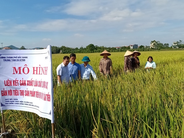 Nghiệm thu mô hình lúa chất lượng cao gắn với tiêu thụ sản phẩm trên địa bàn xã Tân Tiến