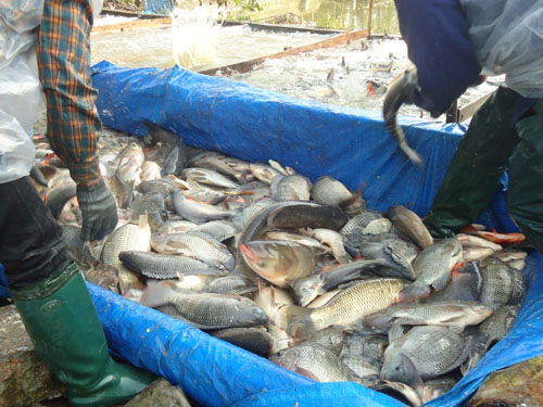 Hiệu quả nhờ sử dụng chế phẩm sinh học xử lý môi trường nuôi trồng thủy sản ở thành phố Bắc Giang