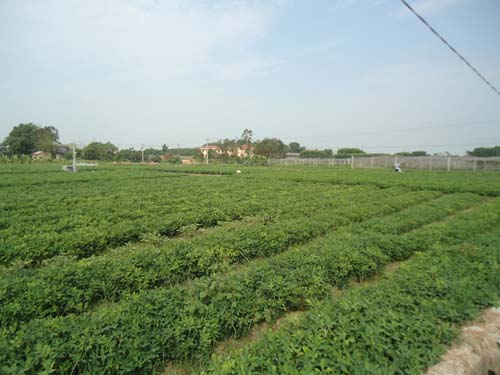 Sản xuất rau an toàn ở Đa Mai - thu hút nhiều hội viên nông dân tham gia                         ...