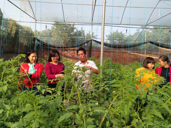 Trạm khuyến nông thành phố: Nghiệm thu mô hình trồng cà chua Iarel tại xã Tân Mỹ